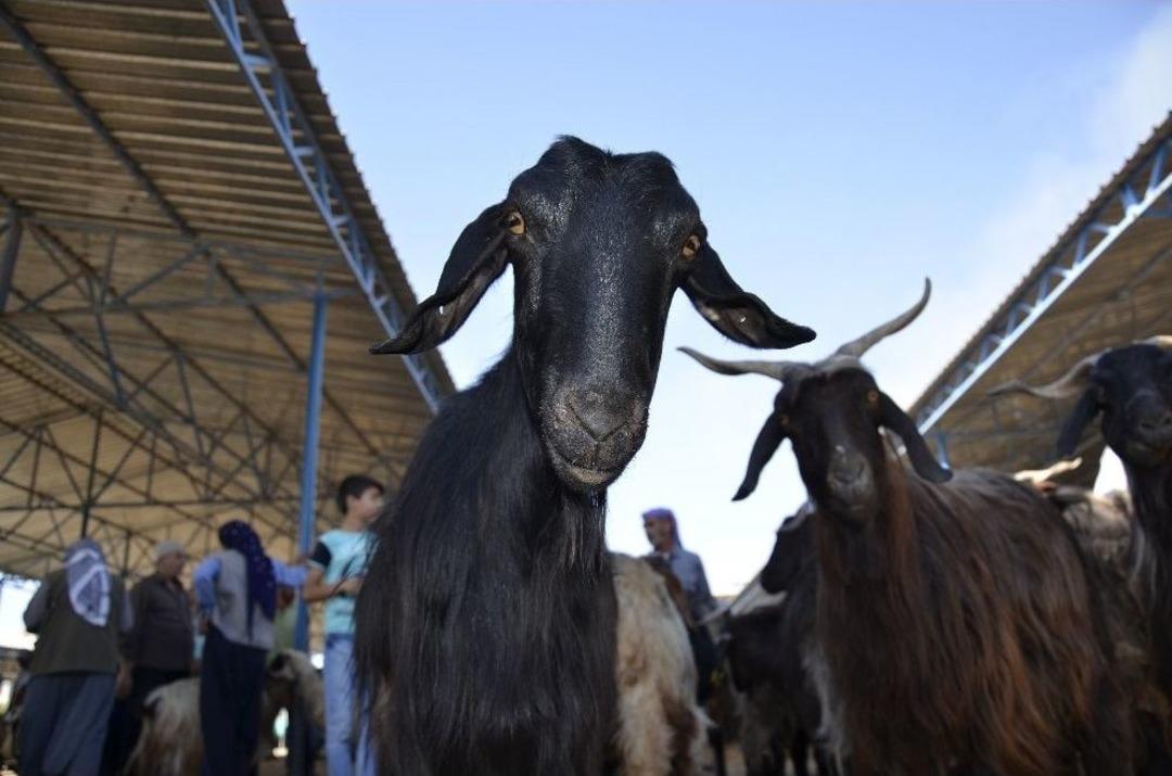 Hayvan Pazarında Kurban Bayramı Yoğunluğu