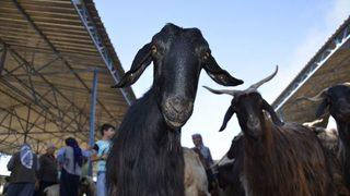 Hayvan Pazarında Kurban Bayramı Yoğunluğu