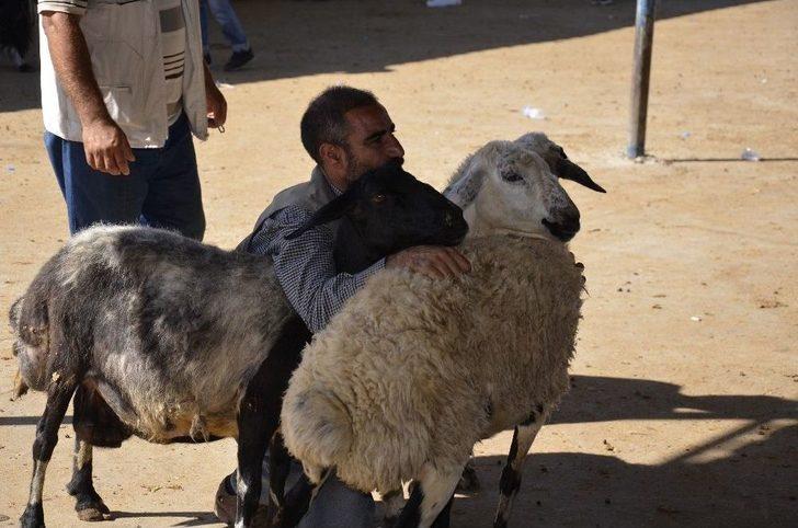 Hayvan Pazarında Kurban Bayramı Yoğunluğu G1