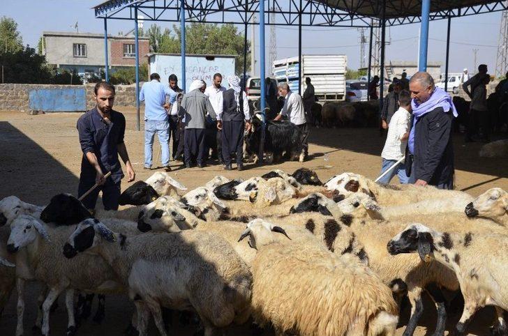 Hayvan Pazarında Kurban Bayramı Yoğunluğu G2