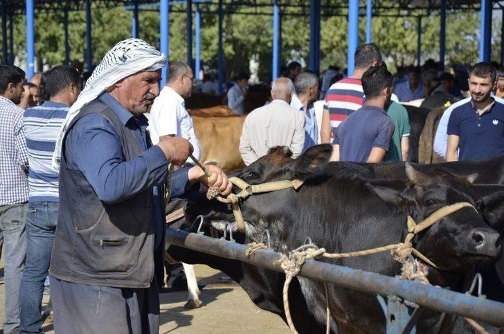 Hayvan Pazarında Kurban Bayramı Yoğunluğu G3