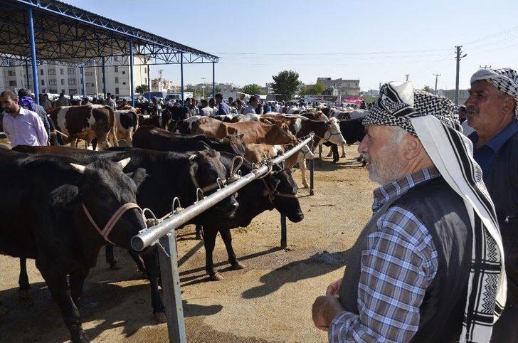 Hayvan Pazarında Kurban Bayramı Yoğunluğu G4