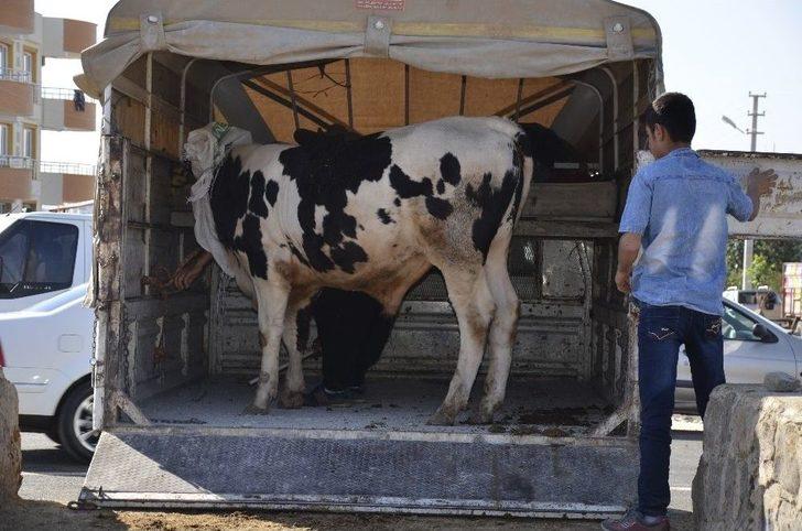 Hayvan Pazarında Kurban Bayramı Yoğunluğu G5