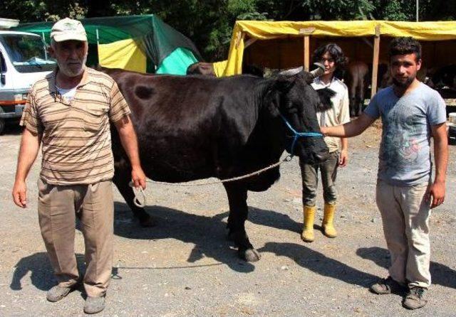 Hayvan Pazarından Çalınan Kurbanlık Inek Bulundu