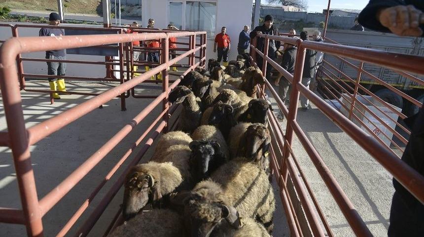 Mersin&rsquo;de Belediyeden &Uuml;cretsiz Kurban Kesim Hizmeti