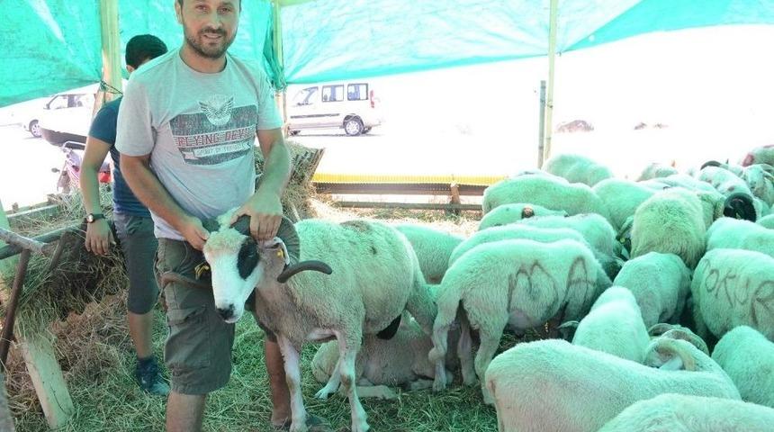 Sinop&rsquo;ta Kurban Pazarı A&ccedil;ıldı