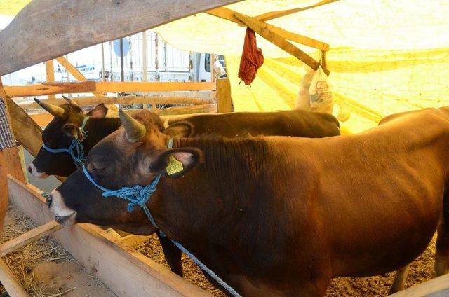 Sinop’ta Kurban Pazarı Açıldı