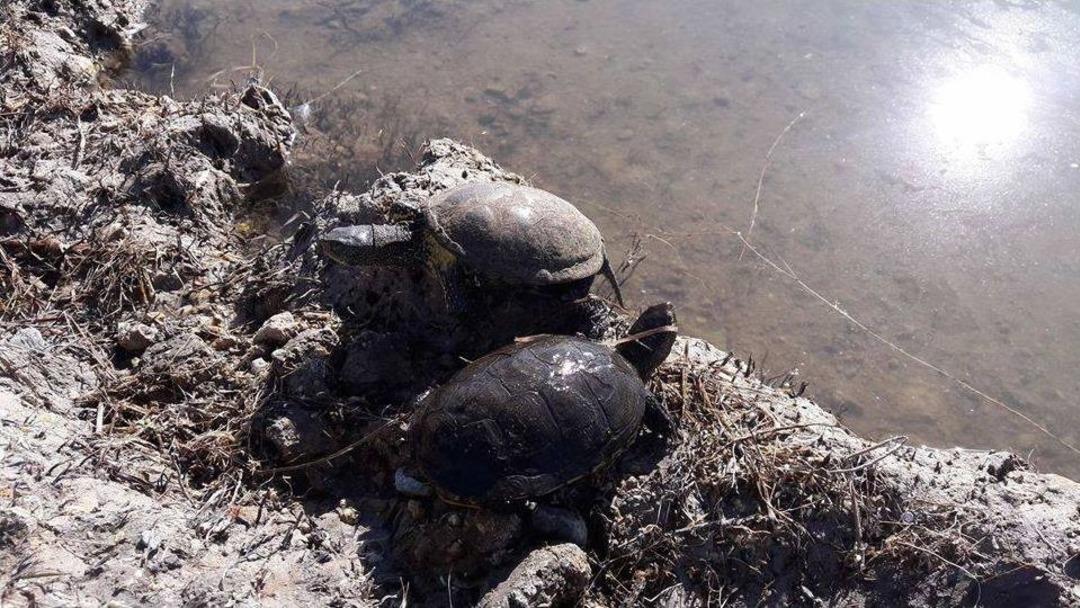 Balık&ccedil;ı Ağlarına Av Olan Su Kaplumbağaları Kurtarıldı