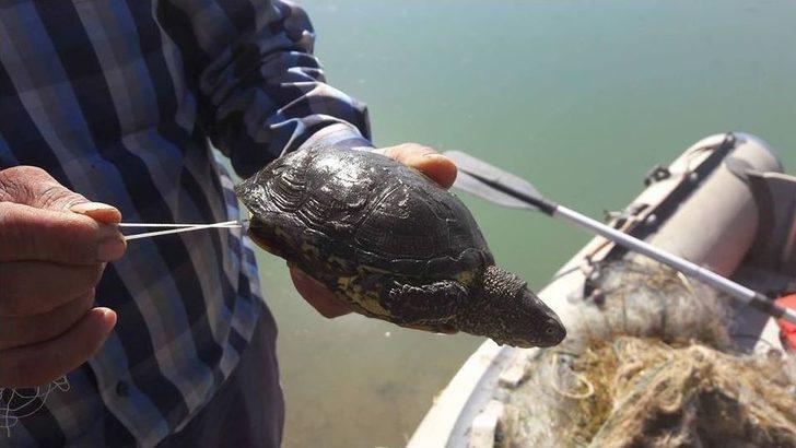 Balıkçı Ağlarına Av Olan Su Kaplumbağaları Kurtarıldı G2
