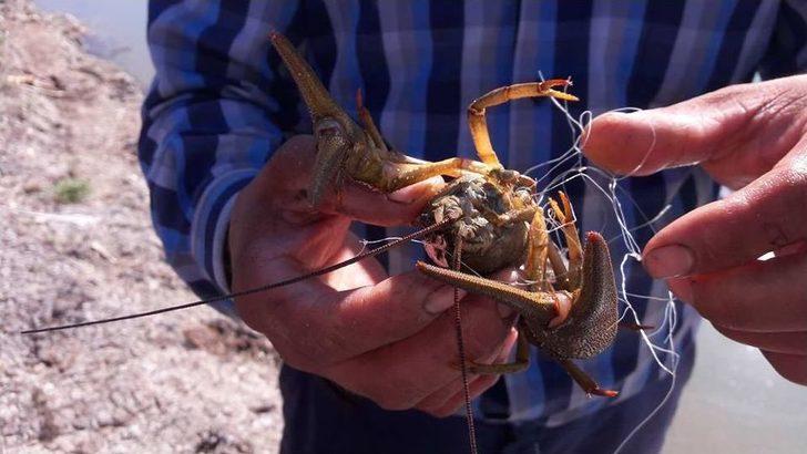 Balıkçı Ağlarına Av Olan Su Kaplumbağaları Kurtarıldı G5