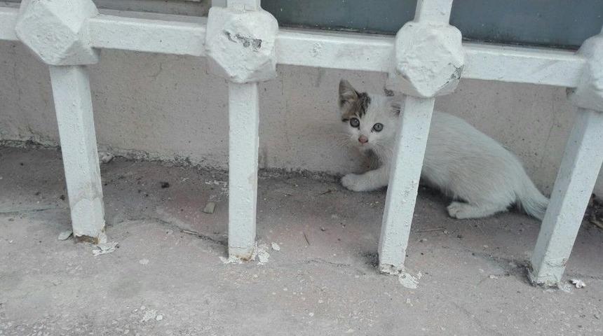 Bak Şu Yavru Kedinin Yaptığına