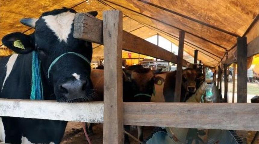 Samsun'da Kurbanlık Hayvan Satıcılarının Umudu Arife G&uuml;n&uuml;nde