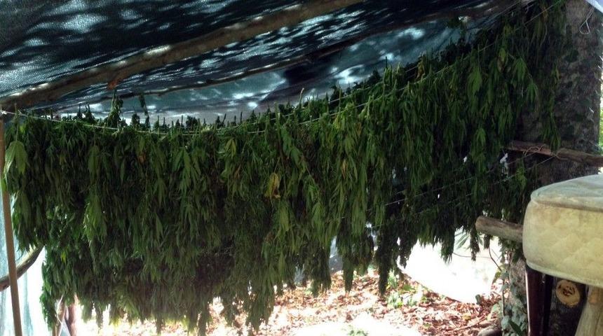 Sakarya&rsquo;da 31 Kilogram Kubar Esrar Ele Ge&ccedil;irildi