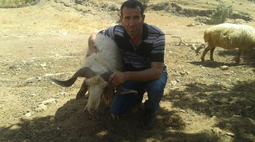 Midyat&rsquo;ta Kurbanlıklar Satışa &Ccedil;ıktı