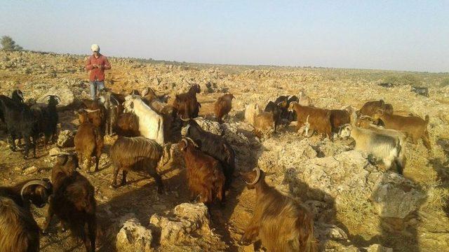 Midyat’ta Kurbanlıklar Satışa Çıktı