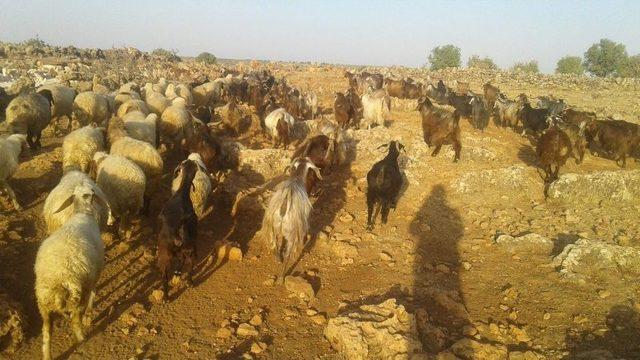 Midyat’ta Kurbanlıklar Satışa Çıktı