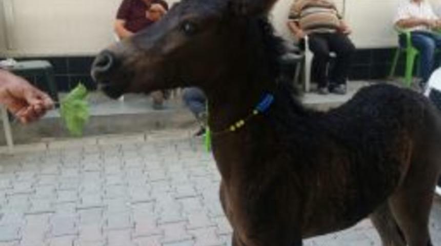 Sahipsiz Tay Trafiğini Birbirine Kattı