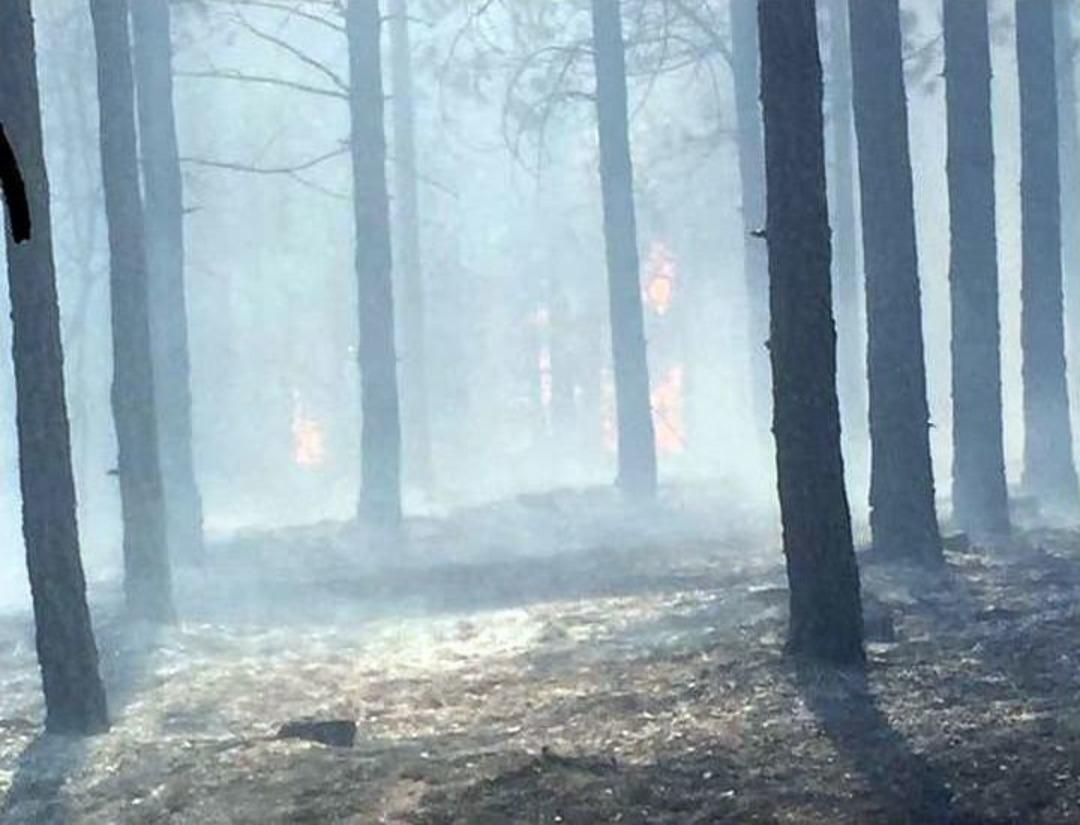 Malatya&rsquo;da Orman Yangını