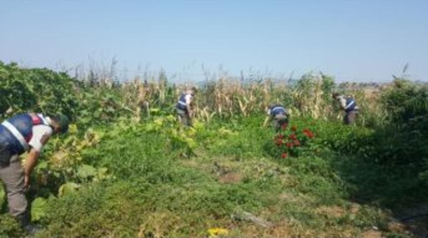 &Ccedil;anakkale&rsquo;de Uyuşturucu Operasyonu