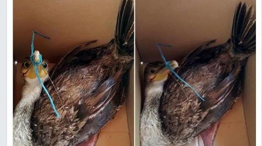 Marmaris'te Oltaya Takılan Karabatağı Muhtar Kurtardı