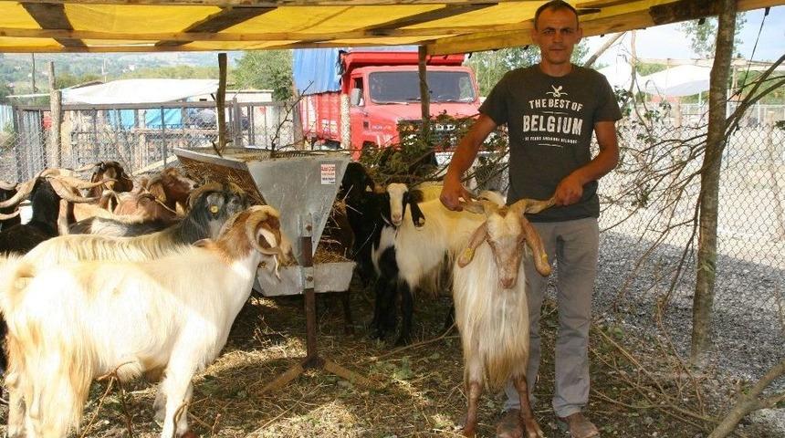 Devrek&rsquo;te Kurbanlıklar Alıcı Bekliyor