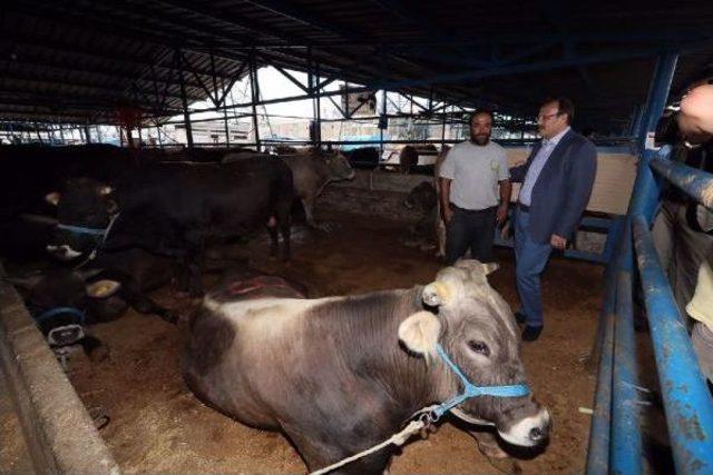 Başbakan Yardımcısı Çavuşoğlu: Terör Örgütüne Göz Açtırmayacağız