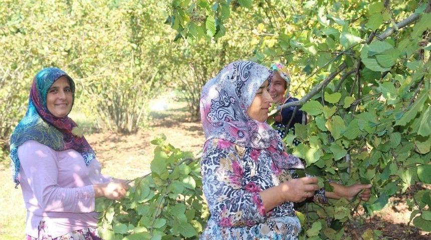 (özel Haber) Ege Türküleri İle Fındık Hasadı