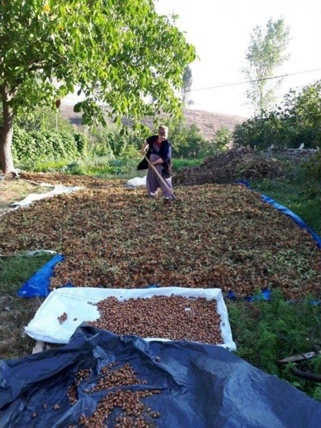 (özel Haber) Ege Türküleri İle Fındık Hasadı