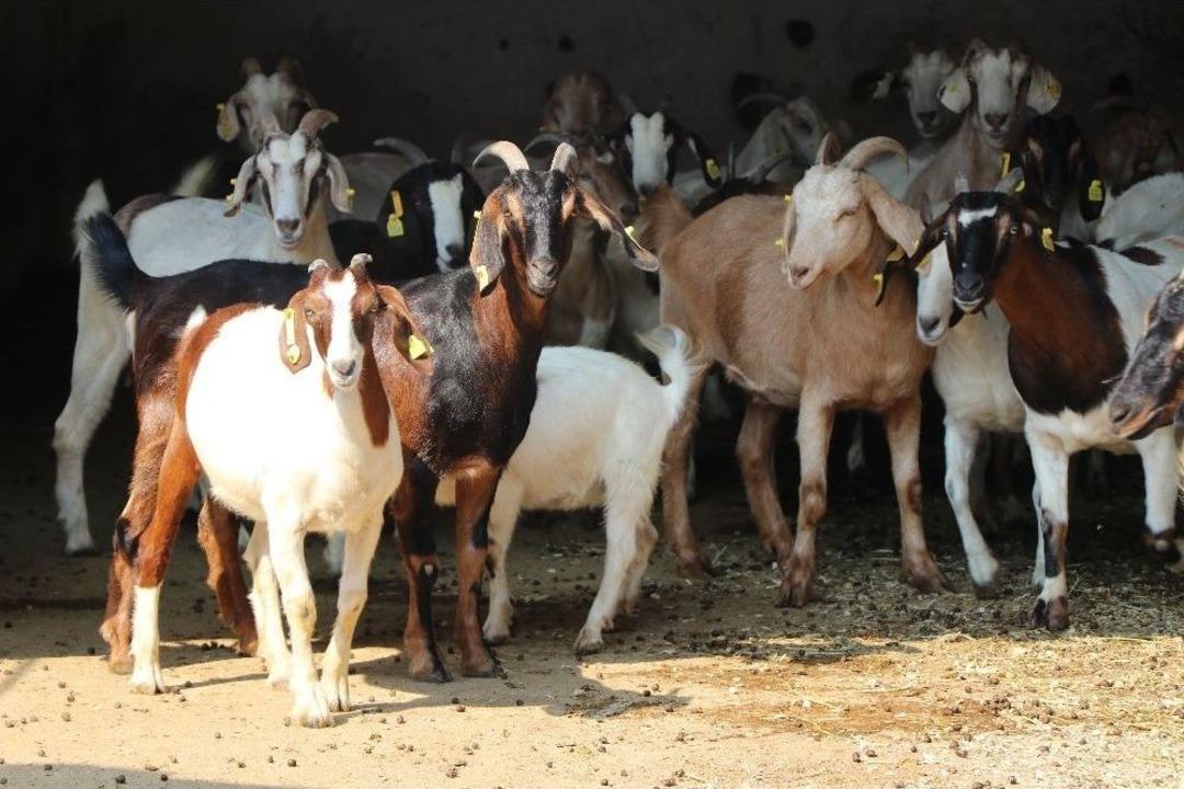 Bu Ke&ccedil;inin Eti Kolesterole Ve Diyabete İyi Geliyor