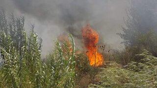 Karpuzlu’da 10 Dönüm Zeytinlik Alan Yangında Zarar Gördü