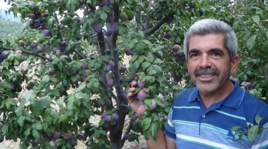 Meyveciliğe Hobi Olarak Başladı, &Uuml;retici Oldu