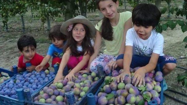 Meyveciliğe Hobi Olarak Başladı, Üretici Oldu