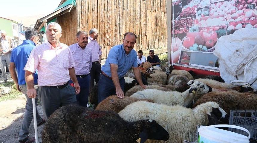 Varto&rsquo;da Kurbanlık Satan Vatandaşların Hayvan Pazarı Talebi