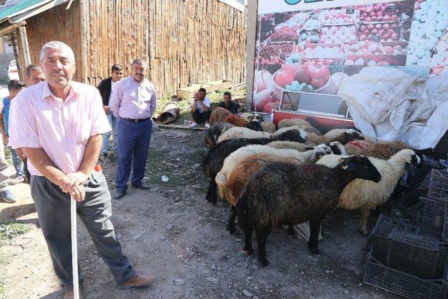 Varto’da Kurbanlık Satan Vatandaşların Hayvan Pazarı Talebi