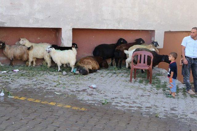 Varto’da Kurbanlık Satan Vatandaşların Hayvan Pazarı Talebi