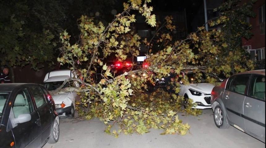 Yalova&rsquo;da Ağa&ccedil;lar Yerinden S&ouml;k&uuml;ld&uuml;