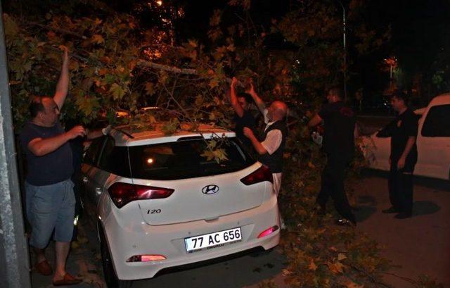 Yalova’da Ağaçlar Yerinden Söküldü