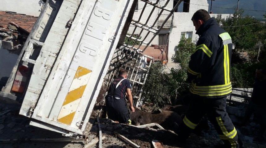 Hayvan Yüklü Kamyonet Devrildi, 3 Hayvan Telef Oldu