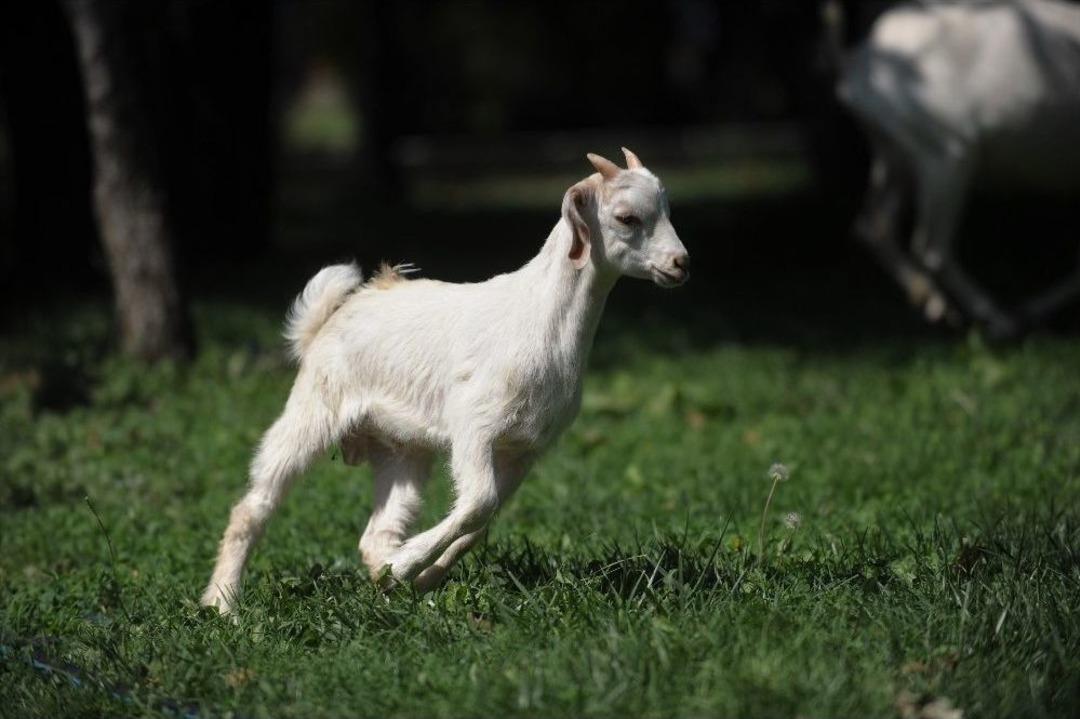 (&ouml;zel Haber) Hayvan Barınağı&rsquo;nın Ke&ccedil;ilerine Bayram &Ouml;ncesi Yoğun Talep