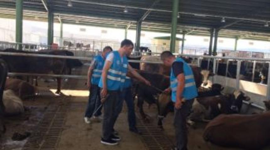 Belediyenin &rsquo;boğa Timi&rsquo; Kurbana Hazır