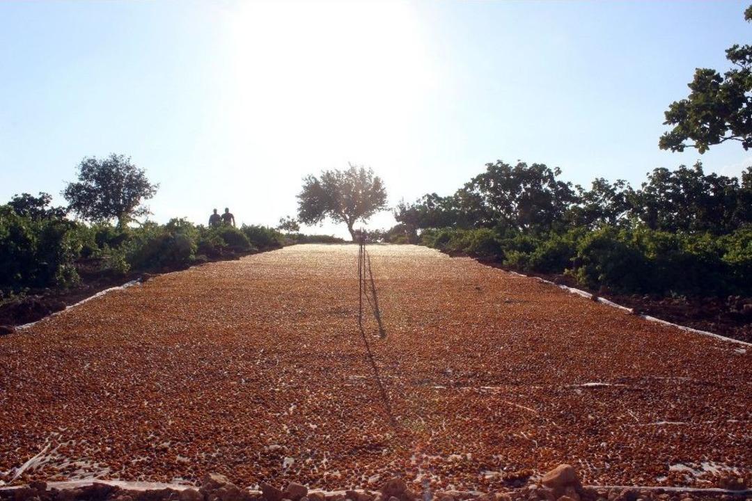 Peygamber &Uuml;z&uuml;m&uuml; &lsquo;altın&rsquo; Gibi Parlıyor