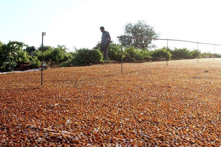 Peygamber Üzümü ‘altın’ Gibi Parlıyor G1