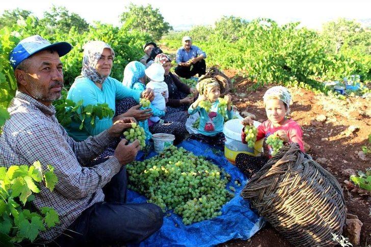 Peygamber Üzümü ‘altın’ Gibi Parlıyor G2