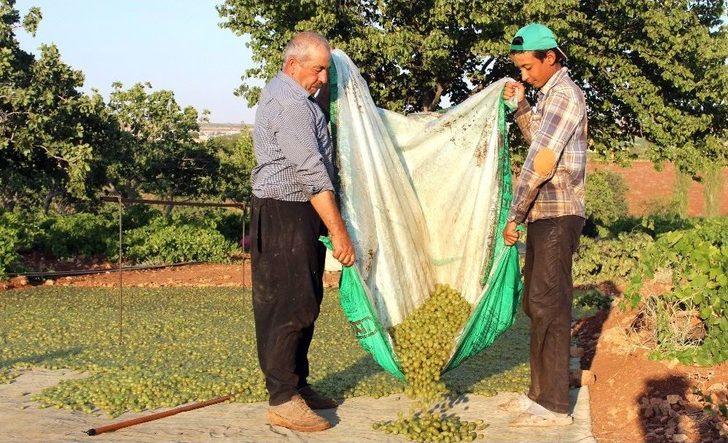 Peygamber Üzümü ‘altın’ Gibi Parlıyor G4