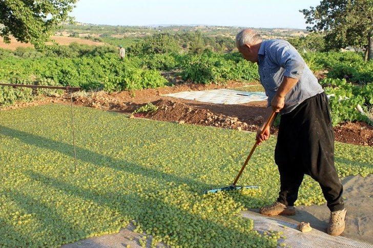 Peygamber Üzümü ‘altın’ Gibi Parlıyor G5