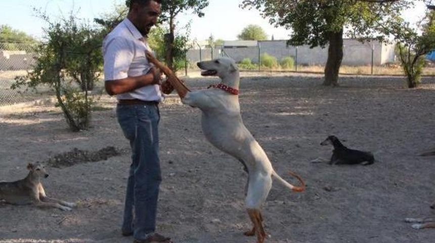 K&ouml;rfez Ve Arap &Uuml;lkelerine Tazı Satıyor