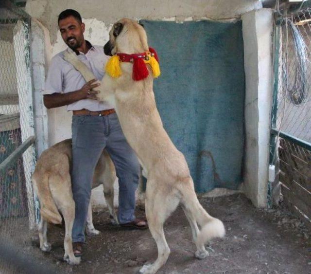 Körfez Ve Arap Ülkelerine Tazı Satıyor