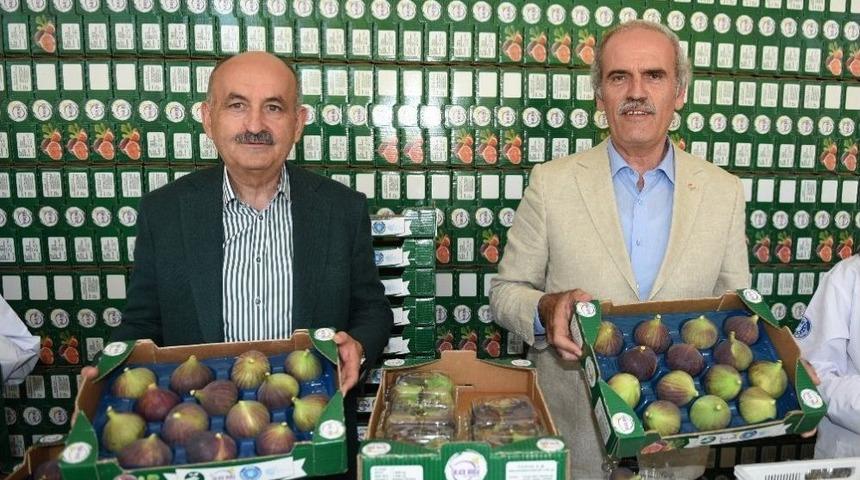 Siyah İncir &Uuml;reticisinin Y&uuml;z&uuml; G&uuml;l&uuml;yor