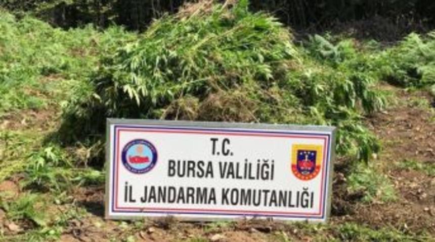 Jandarmadan 4 Milyon 500 Bin Liralık Uyuşturucu Operasyonu