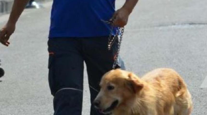 Arama- Kurtarma K&ouml;peği 'leon' Bandodan &Uuml;rk&uuml;p Ka&ccedil;tı